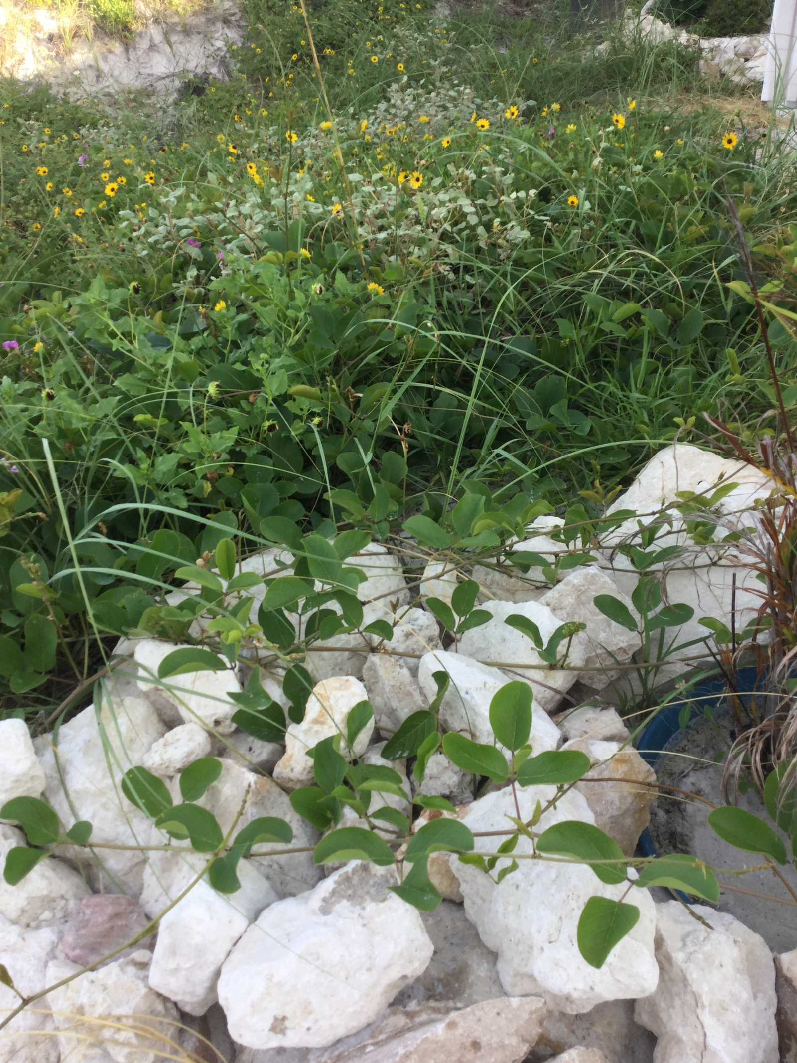 Untitled design (41)